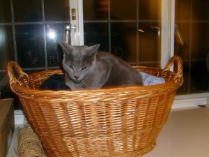 kitci